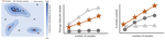 DiscoBAX: Discovery of Optimal Intervention Sets in Genomic Experiment Design