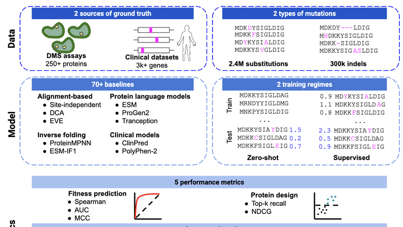 ProteinGym: Large-Scale Benchmarks for Protein Fitness Prediction and Design